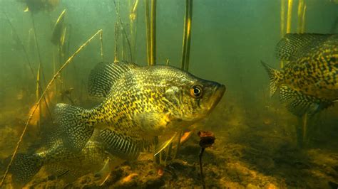 Crappie Fish: Tips, Habitat, Life Cycle, and More - FishOnTips