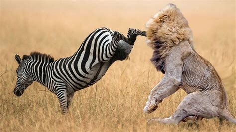 Lion vs Zebra - Lions Lost By A Kick Of Zebras | Wild animals attack ...