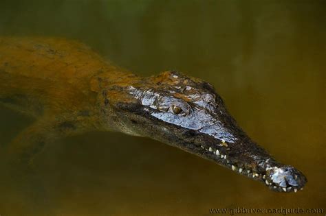 Windjana Gorge freshwater crocodile | Gibb River Road Guide