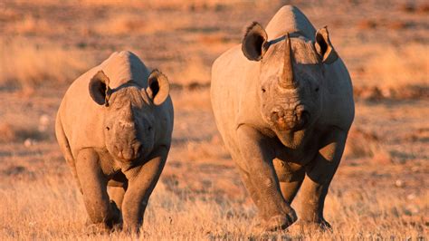 Safari Game Drive in Etosha National Park | andBeyond