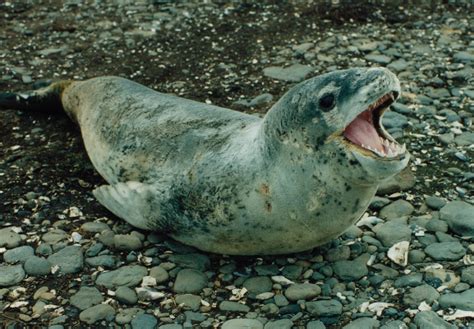 Leopard Seal (Hydrurga leptonyx) - Wiki; Image ONLY