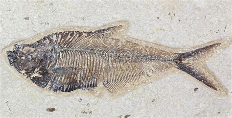 5.6" Diplomystus Fossil Fish - 18 inch Layer (#29552) For Sale ...