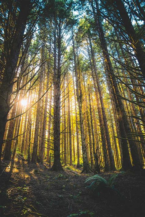 Forest Tall Trees With Ray Of Sunlight During Daytime Nature Image Free ...