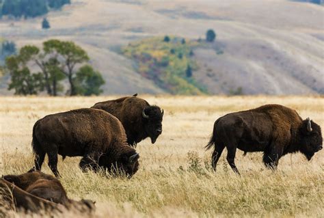 The return of the American bison is an environmental boon — and a ...