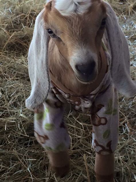 Pin on Baby Goats in Pajamas