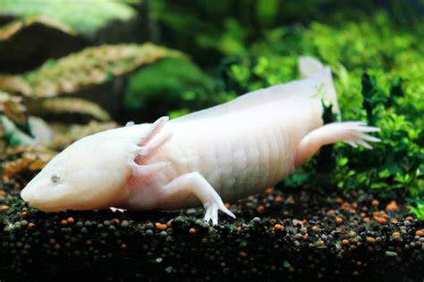 What Do Axolotls Eat? (Top 8 Nutritious Food) - AC Aquarium Life