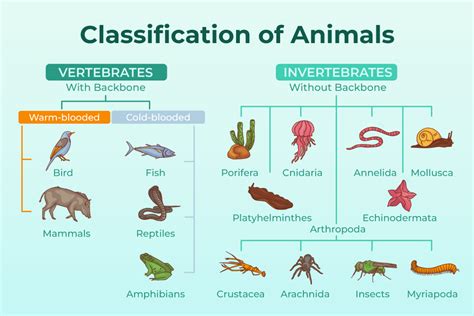 Classification Of Animals - Class 11 Biology (2022)