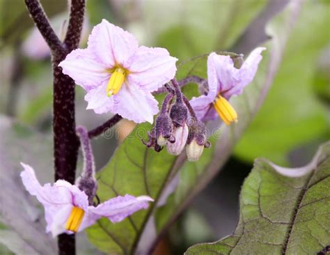 Eggplant flower stock image. Image of macro, vegetable - 15570931