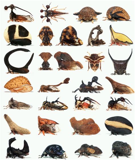 Morphological diversity in Treehoppers (Membracidae) | Insects, Animals ...