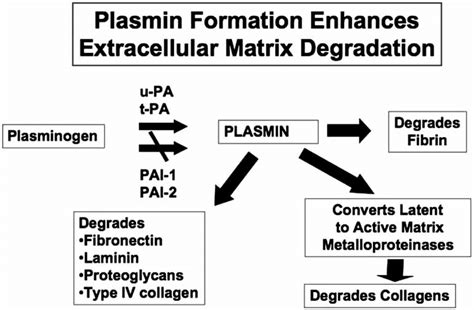 Role of the plasmin protease system in extracelllular matrix ...