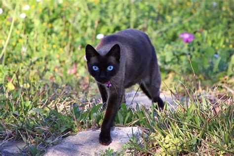 Black Cats With Purple Eyes