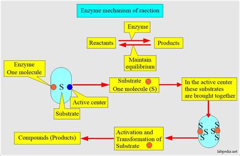 Enzymes:- Part 1 - Introduction of Enzymes - Labpedia.net