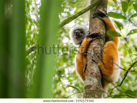 Lemur Dancing Cute Diademed Sifaka Lemur Stock Photo 1192179160 ...