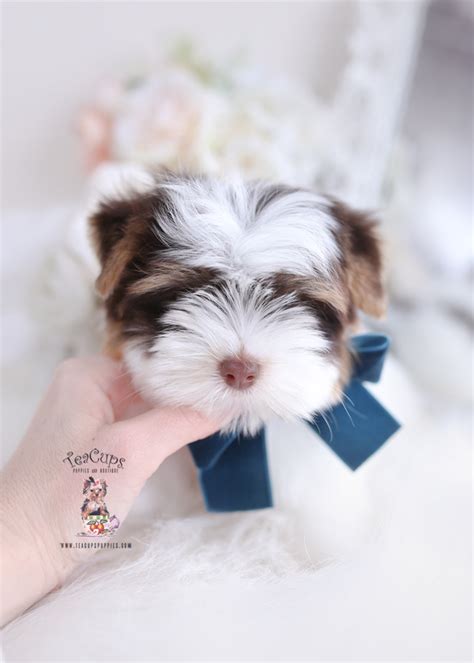 Chocolate Parti Yorkie Puppies For Sale | Teacup Puppies & Boutique