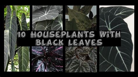 10 Houseplants With Black Leaves - YouTube