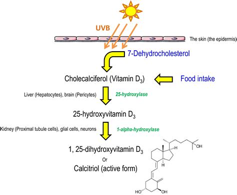 Frontiers | Focus on 1,25-Dihydroxyvitamin D3 in the Peripheral Nervous ...