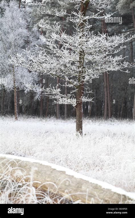 trees in forest in winter frost, Drenthe, Netherlands Stock Photo - Alamy