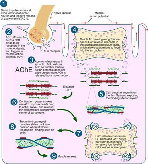 Steps of the sliding filament theory