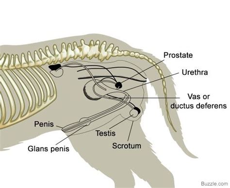 A Visual Guide to Understanding Dog Anatomy With Labeled Diagrams | Dog ...