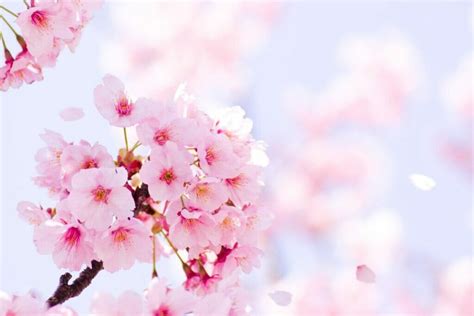 Peach Blossom's Tale: Discover its Rich Meanings and Legends - Petal ...