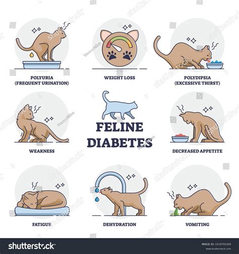 Insulin Resistance Cat Photos and Images & Pictures | Shutterstock