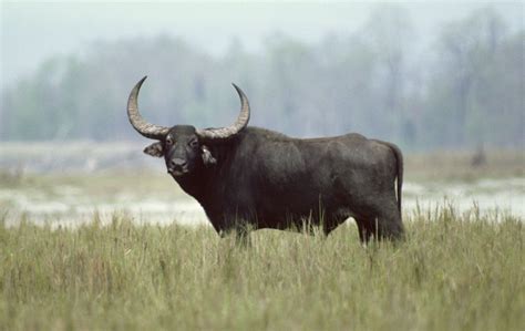 Wild water buffalo | mammal | Britannica