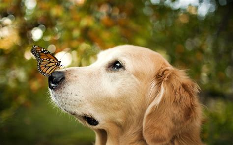 Hintergrundbilder : 1920x1200 px, Tiere, Bokeh, Schmetterling, Hund ...