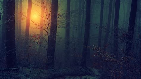 Fog Forest During Sunset HD Dark Aesthetic Wallpapers | HD Wallpapers ...