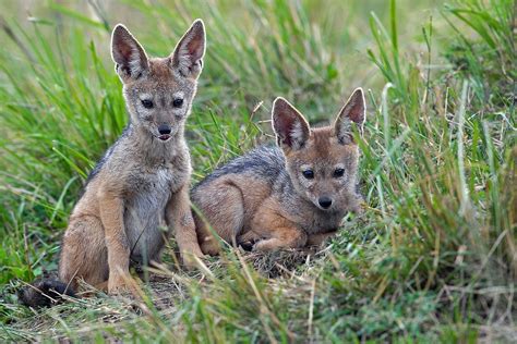 Black-backed Jackal pups by Marc Mol | Black backed jackal, Baby ...