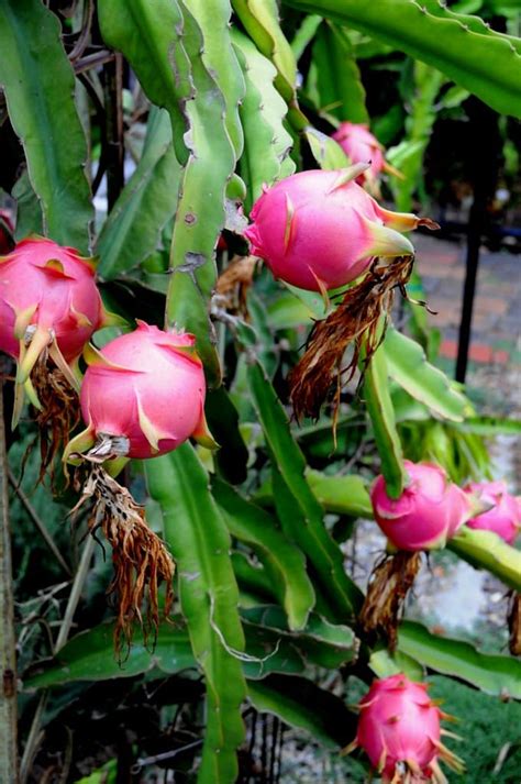 Dragon Fruit Plants Pitaya How to Grow | White on Rice Couple