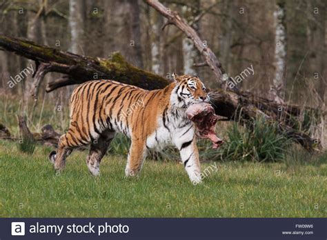 A tiger during feeding time at Longleat Safari Park Stock Photo - Alamy