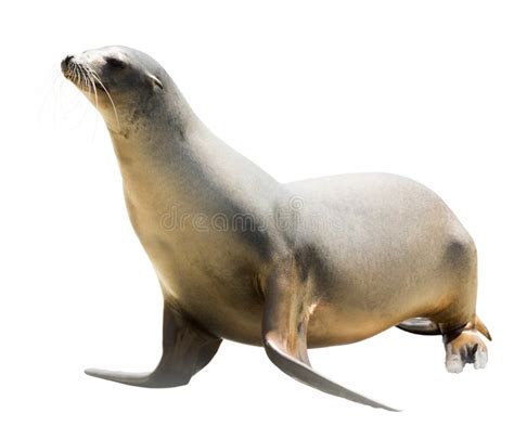 Earless seal stock image. Image of otariid, female, cutouts - 46128257