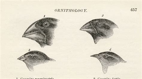 Friday briefing: A new species of Galapagos finch evolved in just two ...