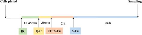 FOLFIRI regimen treatment schedule. After plating HaVSMC, IR ...