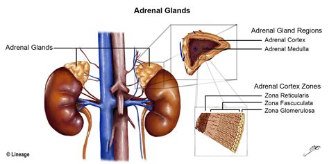 Adrenal Cortex and Medulla - USMLE Strike