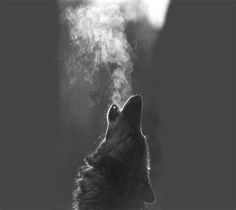 Black Wolf Howling Wallpapers - Top Free Black Wolf Howling Backgrounds ...