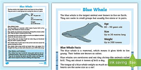 Blue Whale Fact Sheet - Display Poster (teacher made)