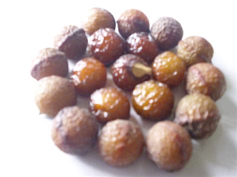 Lerak Soapnut: Buah Lerak (Sapindus Mukorossi) / Soapnut