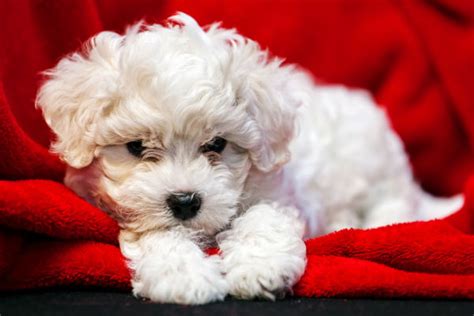 Toy Breeds That Dont Bark – Wow Blog