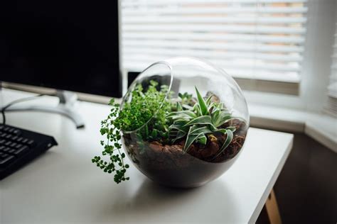 Como cuidar un terrario para que dure y prospere | Jardineria On