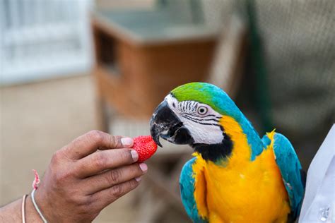 Basic Care Of Parrots - SoCal Nestbox