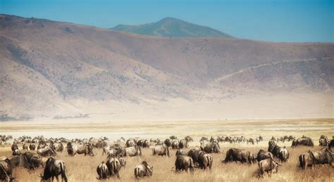 Ngorongoro Conservation Area - ngorongoro crater