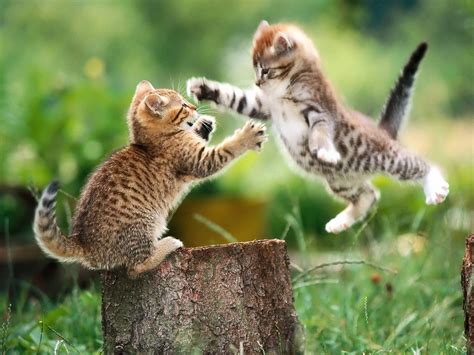 Cute Two Cat Playing Wallpaper | Wallpaper ME