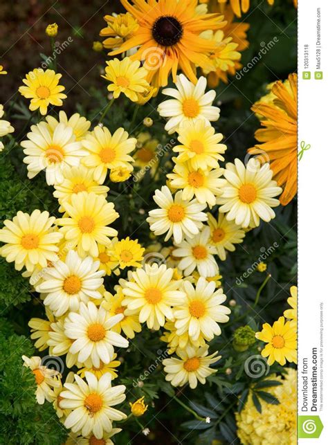 Yellow garden Daisy stock photo. Image of floret, bright - 120313118