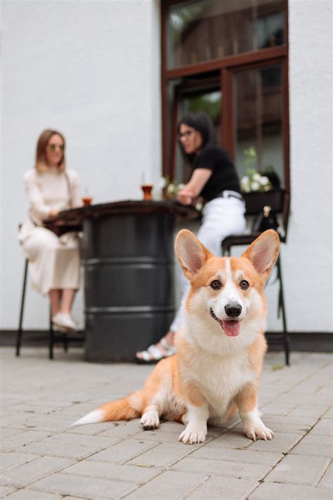 Brown and White Corgi Mix · Free Stock Photo