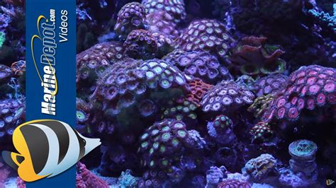 Zoanthid and Palythoa: Coral Care Tips, Paly Toxin and Fragging - YouTube