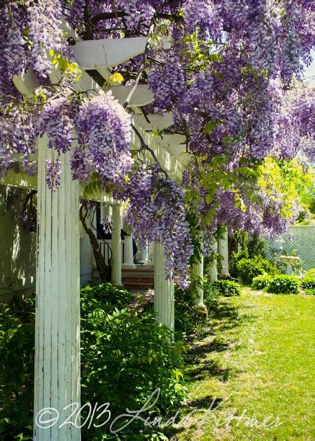 Wisteria Lane... | Garden pictures, Planting flowers, Wisteria