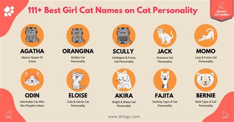 Best 111 Funny Cat Names for Any Kitty - Drlogy Cat Names