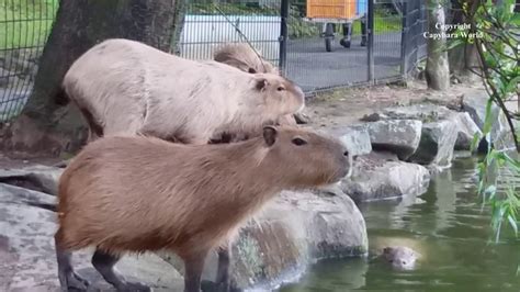 Cute Capybaras Enclosure Enrichment Is So Important for Captive Animals ...