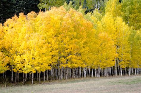 Fascinating Taiga Biome: Taiga Animals and Plants - Science Struck